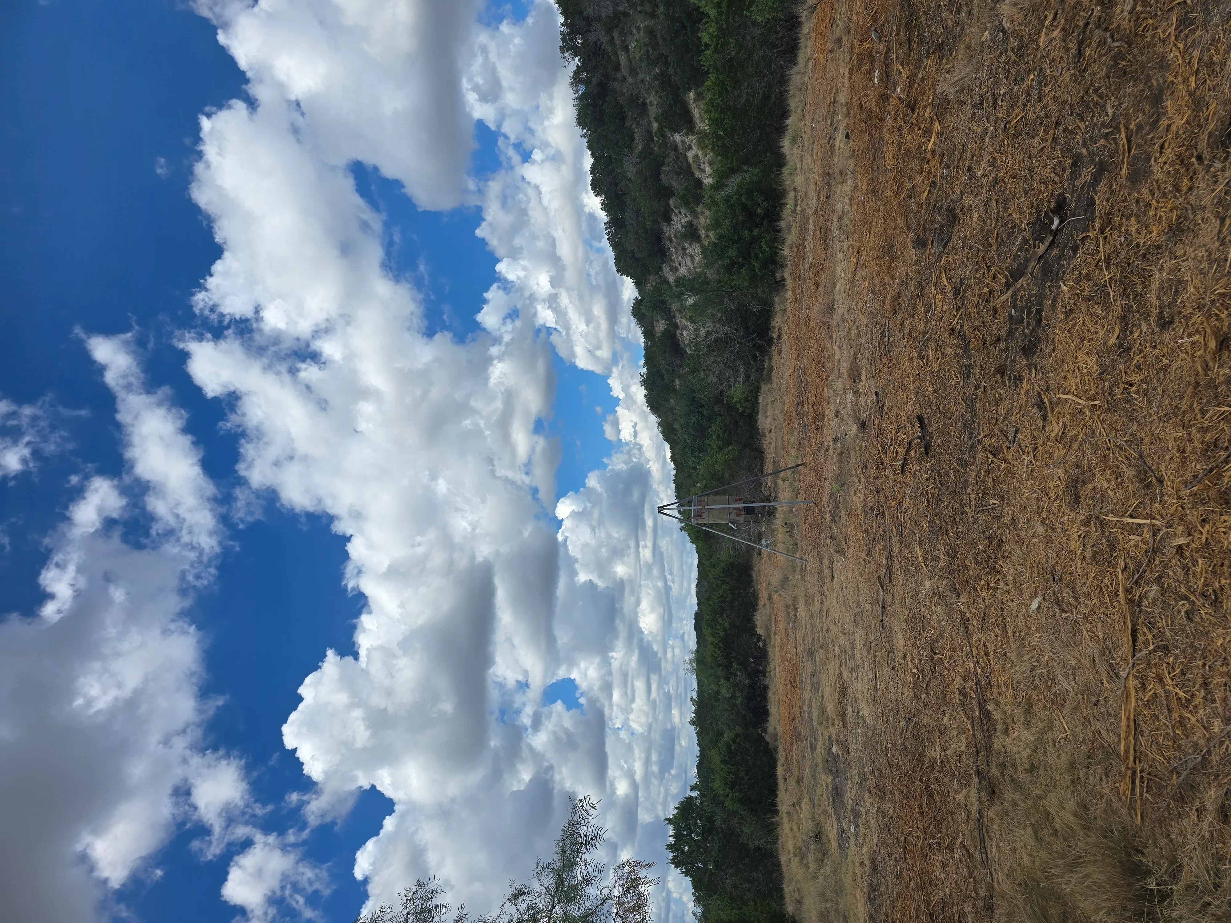 Cleared land with exposed soil, retained cedar trees, and utility pole on hillside